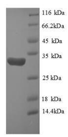SDS-PAGE (HIF1A-5279H).jpg